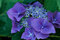Hortenzia kalinolistá Blaumeise 30/40 cm, v črepníku 2l Hydrangea macrophylla Blaumeise