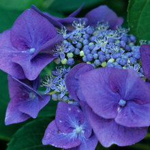 Hortenzia kalinolistá Blaumeise 30/40 cm, v črepníku 2l Hydrangea macrophylla Blaumeise