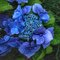 Hortenzia kalinolistá Blue Sky 30/50 cm, v črepníku 3l Hydrangea macropylla Blue sky