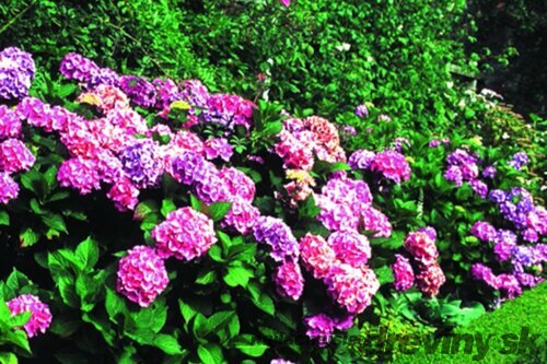 Hortenzia kalinolistá Bouquete Rose, v črepníku Hydrangea macrophylla Bouquete Rose