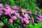 Hortenzia kalinolistá Bouquete Rose, v črepníku Hydrangea macrophylla Bouquete Rose