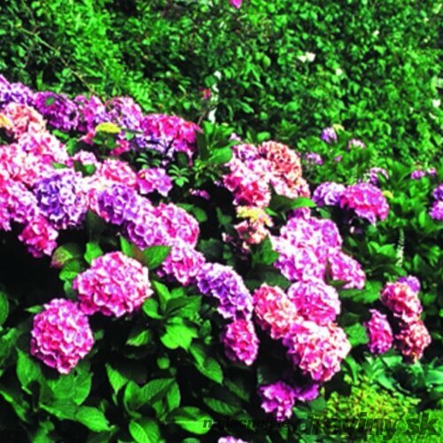 Hortenzia kalinolistá Bouquete Rose, výška 30/40 cm, v črepníku 7,5l Hydrangea macrophylla Bouquete Rose