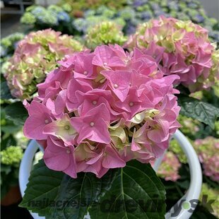 Hortenzia kalinolistá EARLY PINK ‘Hba 202911‘ PBR, výška 30/+ cm, v črepníku 5l Hydrangea macrophylla EARLY PINK ‘Hba 202911‘ PBR