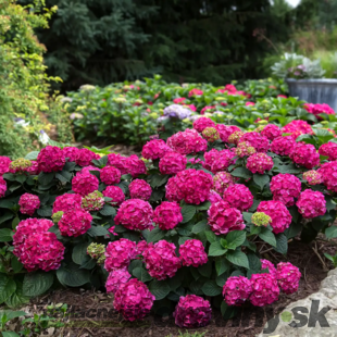 Hortenzia kalinolistá Endless Summer Love - celoročne kvitnúca , výška 30/+ cm, v črepníku 5l Hydrangea macrophylla ENDLESS SUMMER SUMMER LOVE