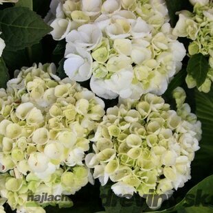 Hortenzia kalinolistá ICE GIRL ‘HBA215909‘, výška 30/+ cm, v črepníku 5l Hydrangea macrophylla ICE GIRL ‘HBA215909‘