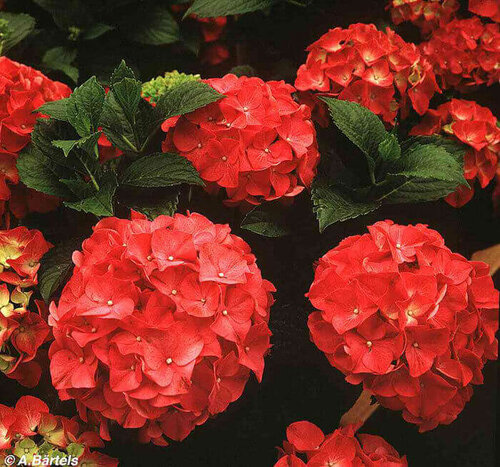 Hortenzia kalinolistá Masja 20/30 cm, v črepníku Hydrangea macrophylla Masja