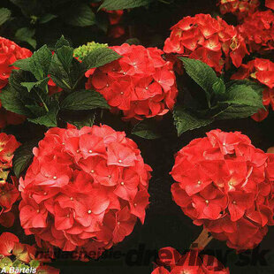 Hortenzia kalinolistá Masja 20/30 cm, v črepníku Hydrangea macrophylla Masja