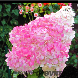 Hortenzia kalinolistá Pinky winky 40/60 cm , v črepníku Hydrangea paniculata Pinky winky