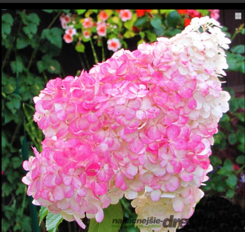 Hortenzia kalinolistá Pinky winky 40/60 cm , v črepníku Hydrangea paniculata Pinky winky