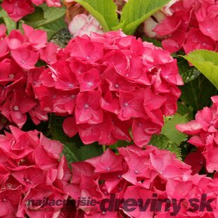 Hortenzia kalinolistá Red Baron, v črepníku Hydrangea macrophylla Red Baron