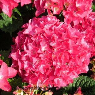 Hortenzia kalinolistá ROYAL RED ‘HBARORE‘, výška 35/+ cm, v črepníku 5l Hydrangea macrophylla ROYAL RED ‘HBARORE‘