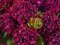 Hortenzia kalinolistá ROYAL RED PURPLE ‘HBARORE‘, výška 30/+ cm, v črepníku 5l Hydrangea macrophylla ROYAL RED PURPLE ‘HBARORE‘
