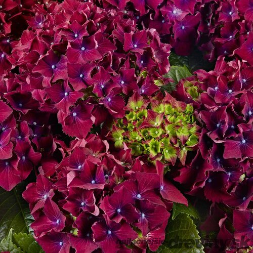 Hortenzia kalinolistá ROYAL RED PURPLE ‘HBARORE‘, výška 30/+ cm, v črepníku 5l Hydrangea macrophylla ROYAL RED PURPLE ‘HBARORE‘