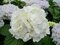 Hortenzia kalinolistá Snowball, v črepníku Hydrangea macrophylla Snowball