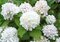 Hortenzia kalinolistá Soeur Therese 20/30 cm, v črepníku Hydrangea macrophylla Soeur Therese