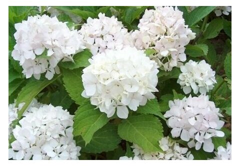 Hortenzia kalinolistá Soeur Therese 20/30 cm, v črepníku Hydrangea macrophylla Soeur Therese