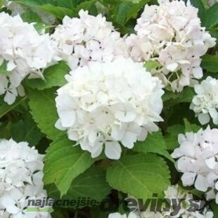 Hortenzia kalinolistá Soeur Therese 20/30 cm, v črepníku Hydrangea macrophylla Soeur Therese