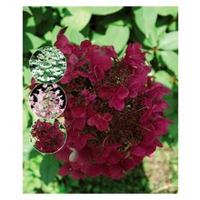 Hortenzia Kings Red na kmienku 70/80 cm, v črepníku Hydrangea paniculata