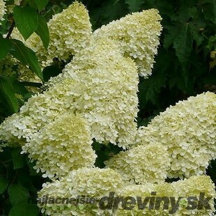 Hortenzia Limelight na kmienku 60 cm, v črepníku Hydrangea