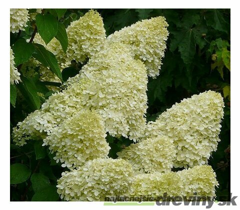 Hortenzia Limelight na kmienku 60 cm, v črepníku Hydrangea