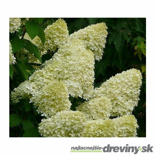 Hortenzia Limelight na kmienku 60 cm, v črepníku Hydrangea