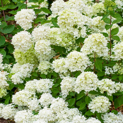 Hortenzia metlinatá ´BOMBSHELL®´, výška 15/+ cm, v črepníku P9 Hydrangea paniculata ‘Bombshell‘ PBR
