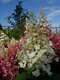 Hortenzia metlinatá CANDLELIGHT Hpopr013 PBR, výška 40/+ cm, v črepníku 5l Hydrangea paniculata CANDLELIGHT Hpopr013 PBR