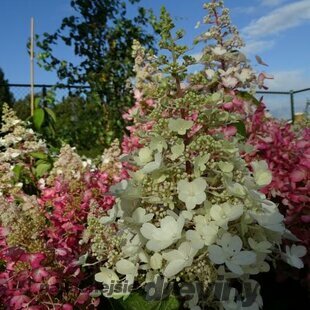 Hortenzia metlinatá CANDLELIGHT Hpopr013 PBR, výška 40/+ cm, v črepníku 5l Hydrangea paniculata CANDLELIGHT Hpopr013 PBR