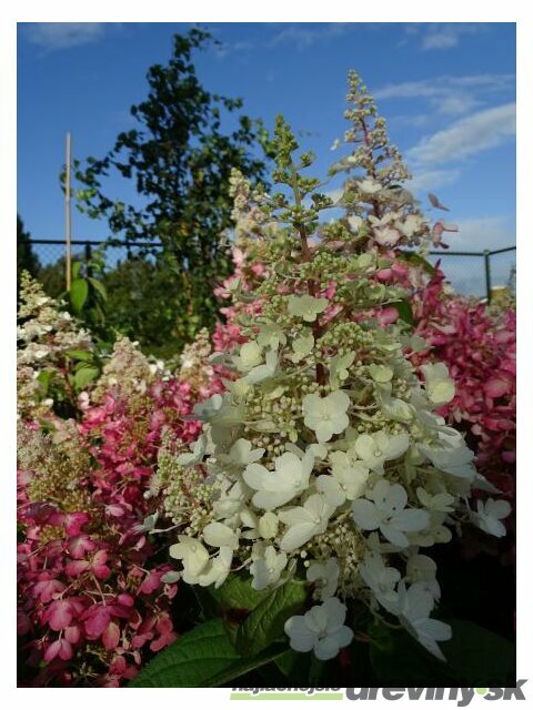Hortenzia metlinatá CANDLELIGHT Hpopr013 PBR, výška 40/+ cm, v črepníku 5l Hydrangea paniculata CANDLELIGHT Hpopr013 PBR
