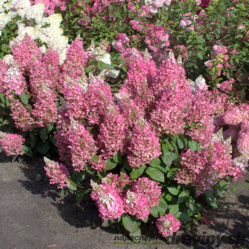 Hortenzia metlinatá CANDLELIGHT, výška 30/40 cm, v črepníku 3l Hydrangea paniculata CANDLELIGHT
