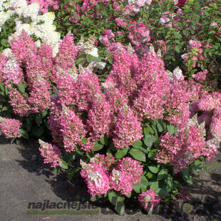 Hortenzia metlinatá CANDLELIGHT, výška 30/40 cm, v črepníku 3l Hydrangea paniculata CANDLELIGHT