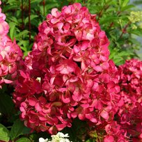 Hortenzia metlinatá Diamant Rouge´Rendia´ PBR, výška 40/+ cm, v črepníku 5l Hydrangea paniculata DIAMANT ROUGE ‘Rendia‘ PBR