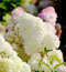 Hortenzia metlinatá Diamantino Ren 101, 15/20 cm v črepníku P9 Hydrangea paniculata DIAMANTINO ‘Ren101‘ PBR