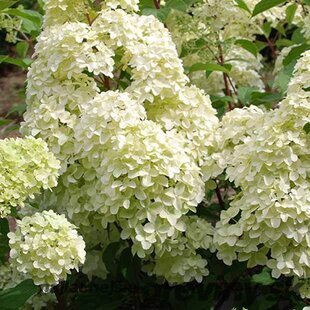 Hortenzia metlinatá Diamantino Ren 101 PBR, výška 40/+ cm, v črepníku 5l Hydrangea paniculata ‘Ren 101‘ PBR Diamantino