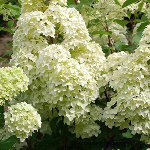 Hortenzia metlinatá Diamantino Ren 101, výška 30/40 cm, v črepníku Hydrangea paniculata ‘Ren 101‘ PBR Diamantino