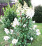 Hortenzia metlinatá EARLY HARRY ‘HPOPR018‘ PBR, výška 30/+ cm, v črepníku 5l Hydrangea paniculata EARLY HARRY ‘HPOPR018‘ PBR
