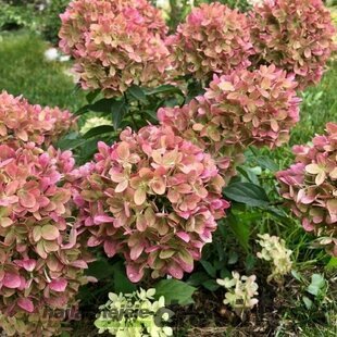 Hortenzia metlinatá Grafitti i  výška 40/60 cm , v črepníku 3l Hydrangea paniculata