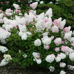 Hortenzia metlinatá Grandiflora, výška 40/+ cm, v črepníku 5l Hydrangea paniculata Grandiflora