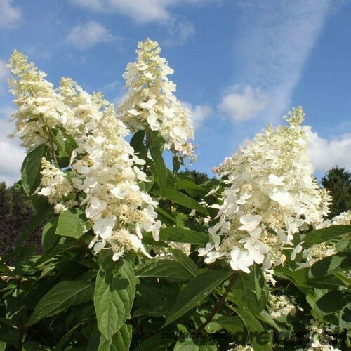 Hortenzia metlinatá Kyushu, v črepníku Hydrangea paniculata Kyushu