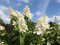 Hortenzia metlinatá Kyushu, v črepníku Hydrangea paniculata Kyushu