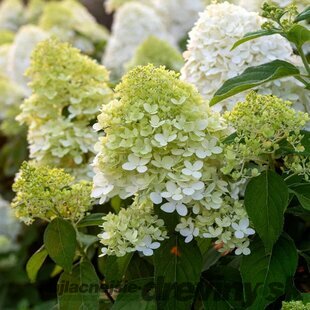 Hortenzia metlinatá Lemon Light výška 30/50 cm , v črepníku 3l Hydrangea paniculata