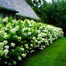 Hortenzia metlinatá Limelight 40/60 cm, v črepníku Hydrangea paniculata Limelight