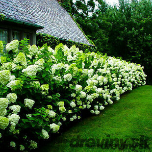 Hortenzia metlinatá Limelight 80/100 cm, v črepníku Hydrangea paniculata Limelight