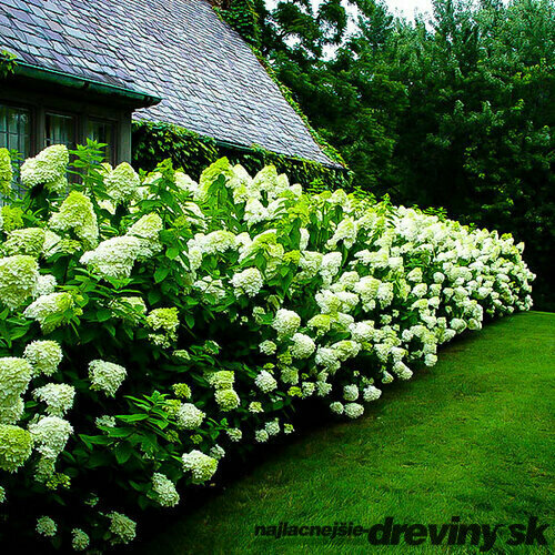 Hortenzia metlinatá Limelight 80/100 cm, v črepníku Hydrangea paniculata Limelight