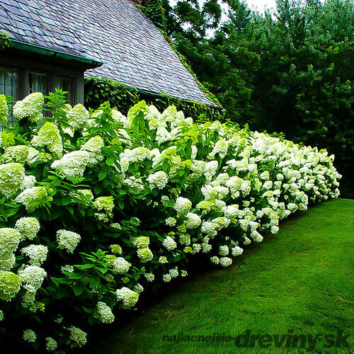 Hortenzia metlinatá ‘Limelight‘ PBR, výška 30/+ cm, v črepníku 5l Hydrangea paniculata Limelight