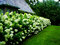 Hortenzia metlinatá ‘Limelight‘ PBR, výška 40/+ cm, v črepníku 5l Hydrangea paniculata Limelight