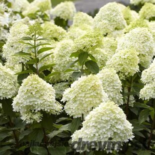 Hortenzia metlinatá Limelight,výška 12/20 cm, v črepníku P9 Hydrangea paniculata ‘Limelight‘ PBR