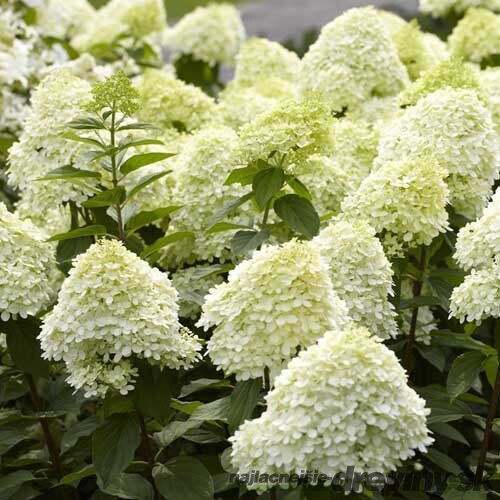 Hortenzia metlinatá Limelight,výška 12/20 cm, v črepníku P9 Hydrangea paniculata ‘Limelight‘ PBR