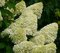 Hortenzia metlinatá Limelight,výška 20/30 cm, v črepníku Hydrangea paniculata Limelight