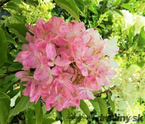 Hortenzia metlinatá Living Pinky Promise 20/40 cm, v črepníku Hydrangea paniculata Pink Lady